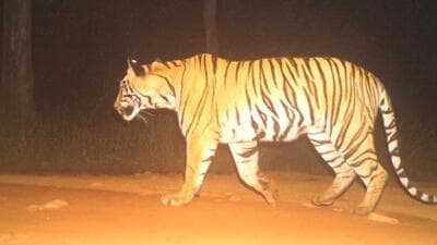 The development comes nearly a month after the successful relocation of the first tigress, Chanda to the STR. (HT photo | Sourced) The development comes nearly a month after the successful relocation of the first tigress, Chanda to the STR. (HT photo | Sourced)