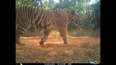 The first tigress, Chanda—translocated to the STR from Tadoba on November 13—completed a week of acclimatisation before being released into the wild. (HT) The first tigress, Chanda—translocated to the STR from Tadoba on November 13—completed a week of acclimatisation before being released into the wild. (HT)