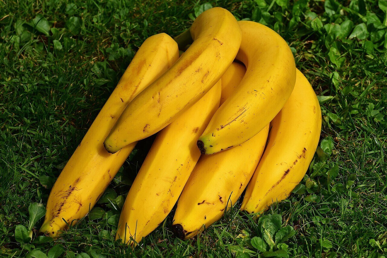 Bananas are a good source of prebiotics. (Unsplash) Bananas are a good source of prebiotics. (Unsplash)
