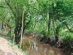 Over 390 trees are to be axed under modernisation plan. (HT Photo) Over 390 trees are to be axed under modernisation plan. (HT Photo)