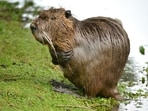 Cambridge study finds humans fall between meerkats and beavers in their tendency toward monogamy(Unsplash)