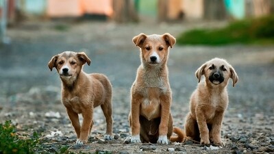Stray dogs (Unsplash) Stray dogs (Unsplash)
