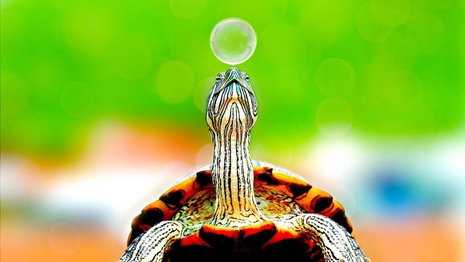 বাড়িতে কচ্ছপের মডেল কোন জায়গায় রাখা উচিত?