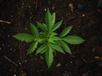 That's the finding of researchers at Colorado State University who say booming indoor marijuana production in the United States is a major and growing source of greenhouse gas emissions that cause global warming. That's the finding of researchers at Colorado State University who say booming indoor marijuana production in the United States is a major and growing source of greenhouse gas emissions that cause global warming.