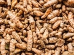 Turmeric can also repair liver cells. Turmeric can also repair liver cells.
