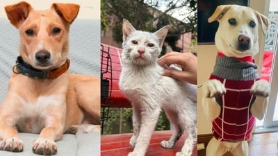 These furry friends, in Delhi-NCR, are searching for forever homes. Won't you bring them home?