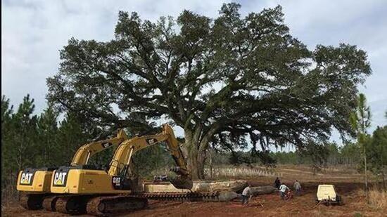 The PIL had sought directions to quash the proposal to cut more than 3,300 trees inside the Shivalik Elephant Reserve, which spans 5,405 sq km across eight districts. (Representative photo)