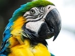 Kumar’s pet macaw flew out of his house and perched on an electric pole nearby. Kumar’s pet macaw flew out of his house and perched on an electric pole nearby.