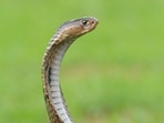 Thane police have uncovered a planned murder in the 2022 death of Nirja Amberkar, initially reported as a snake bite. 