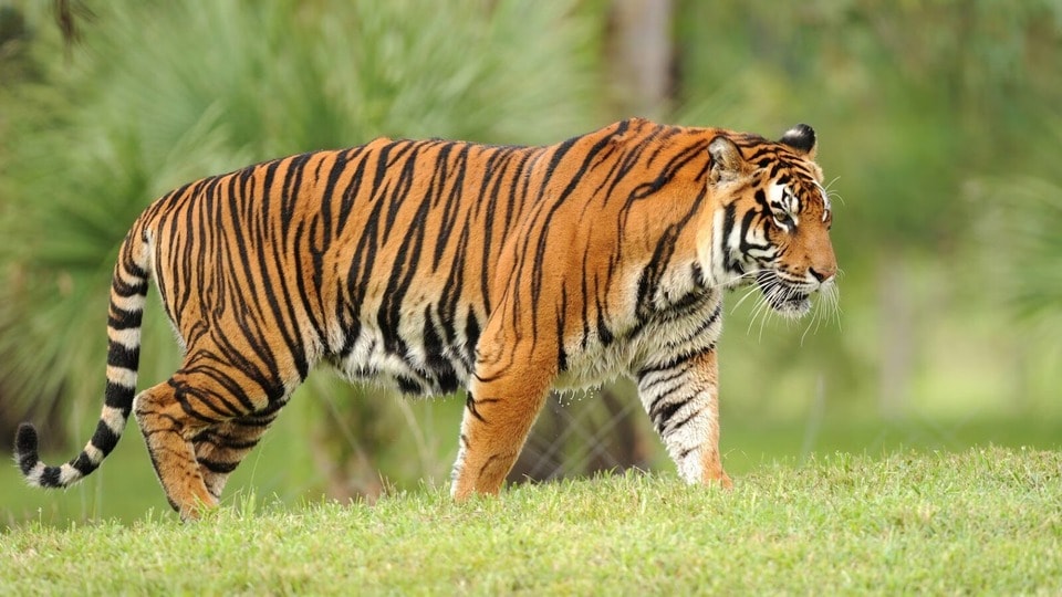 স্বপ্নে ঘনঘন বাঘ দেখেন?