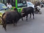 A clash between two bulls on a busy Delhi road disrupted traffic. A clash between two bulls on a busy Delhi road disrupted traffic.