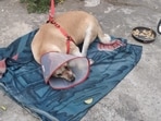 The dog needed multiple stitches to save its left eye.