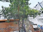 A walk through CP reveals the extent of the issue. Documents reviewed by HT show that roots have begun cracking walls and destabilising structures. (Arvind Yadav/HT Photo)