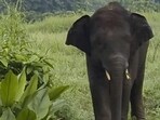 In the first case, the tusker was found dead in Angul district’s Baliapashi area near Manikjodi village with gunshot injuries. (PTI FILE/REPRESENTATIVE IMAGE) In the first case, the tusker was found dead in Angul district’s Baliapashi area near Manikjodi village with gunshot injuries. (PTI FILE/REPRESENTATIVE IMAGE)