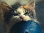 Senior medical officer at civil hospital said cat bites pose an equal risk of rabies infection as dog bites. (HT Photo for representation)