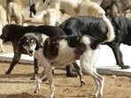 The deputy commissioner also sought detailed reports on the deployment of dog-catching teams and ongoing sterilisation efforts under the Animal Birth Control (ABC) programme at designated centres. (HT Photo for representation) The deputy commissioner also sought detailed reports on the deployment of dog-catching teams and ongoing sterilisation efforts under the Animal Birth Control (ABC) programme at designated centres. (HT Photo for representation)