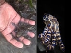 Andy McConnell's video of the octopus in the Philippines has garnered over 3 million views. Andy McConnell's video of the octopus in the Philippines has garnered over 3 million views.