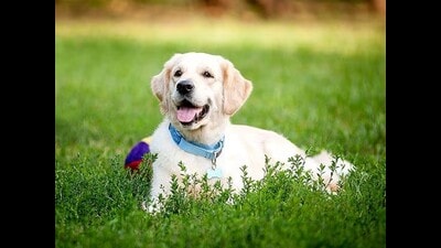 Officials stated that a pet dog license is issued only after verification of a valid anti-rabies vaccination certificate and an affidavit confirming compliance with the Dog Control Bye-laws, 2003. (FOR REPRESENTATION) Officials stated that a pet dog license is issued only after verification of a valid anti-rabies vaccination certificate and an affidavit confirming compliance with the Dog Control Bye-laws, 2003. (FOR REPRESENTATION)