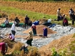 Despite all its faults, MGNREGS was an important pillar for the rural economy for two decades, both as a cushion for the poor in good years and a lifeline in moments of distress. (AP)