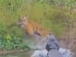 The tiger spotted the crocodile in time and managed to escape. The tiger spotted the crocodile in time and managed to escape.