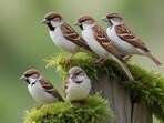 Birds Vastu Shastra: ఇంటికి ఏ పక్షలు వస్తే శుభ ఫలితాలు కలుగుతాయి(pinterest)