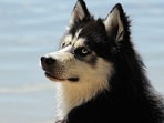 The Dehradun Dog Licensing Bylaws-2025 will come into effect after publication in the official gazette.