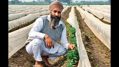 Chilli grower Balwinder Singh at Magalanm village in Ferozepur (HT Photo) Chilli grower Balwinder Singh at Magalanm village in Ferozepur (HT Photo)