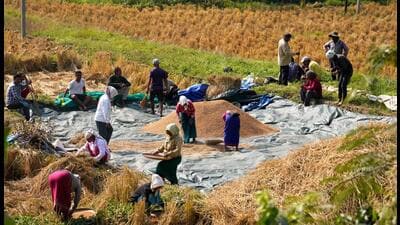 Despite all its faults, MGNREGS was an important pillar for the rural economy for two decades, both as a cushion for the poor in good years and a lifeline in moments of distress. (AP) Despite all its faults, MGNREGS was an important pillar for the rural economy for two decades, both as a cushion for the poor in good years and a lifeline in moments of distress. (AP)