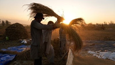 Agriculture (AP) Agriculture (AP)