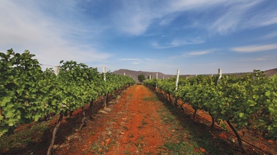 Grover Vineyards with Nandi Hills in the backdrop. The perfect weekend escape from Bengaluru. (Grover Vineyards) Grover Vineyards with Nandi Hills in the backdrop. The perfect weekend escape from Bengaluru. (Grover Vineyards)