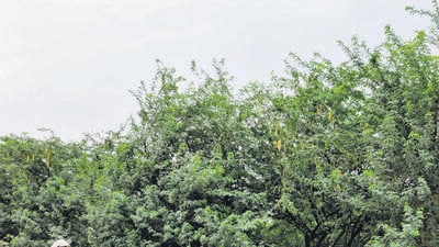 Kikar trees. Kikar trees.