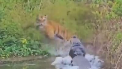 The tiger spotted the crocodile in time and managed to escape. (X/@Saket_Badola) The tiger spotted the crocodile in time and managed to escape. (X/@Saket_Badola)