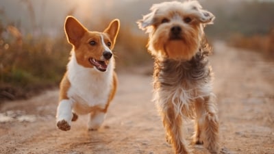 Simple superfoods that help dogs with digestion, joints and immunity (Unsplash) Simple superfoods that help dogs with digestion, joints and immunity (Unsplash)