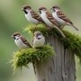 Birds Vastu Shastra: ఇంటికి ఏ పక్షలు వస్తే శుభ ఫలితాలు కలుగుతాయి