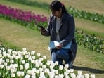 NDMC has procured a total of 517,500 tulip bulbs (HT photo)