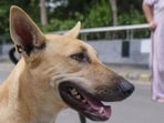 The incident comes amid alarming dog bite figures in the district. (HT Photo)