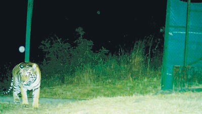 Maharashtra forest department on Wednesday released adult female tigress STR-05 into the core forest of Chandoli in Sahyadri Tiger Reserve. (HT)