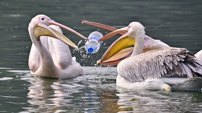 Gram it: It's a heart-wrenching moment for any Nature lover to see Rosy pelicans play with a discarded plastic bottle in a pond at the National Zoological Park (Delhi Zoo) in the city. (Photo: Kamal Kishore/PTI)