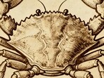 Cancer Horoscope Today: Read our expert astrological predictions to find out what the stars have in store for you.
