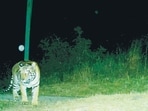 Maharashtra forest department on Wednesday released adult female tigress STR-05 into the core forest of Chandoli in Sahyadri Tiger Reserve. (HT) Maharashtra forest department on Wednesday released adult female tigress STR-05 into the core forest of Chandoli in Sahyadri Tiger Reserve. (HT)
