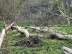 The case is related to felling of around 400 green trees in Uttar Pradesh capital. (For Representation) The case is related to felling of around 400 green trees in Uttar Pradesh capital. (For Representation)