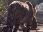 Tigress Sultana was spotted with her two newly born cubs in Rajasthan’s Ranthambore Tiger Reserve on Friday morning. Tigress Sultana was spotted with her two newly born cubs in Rajasthan’s Ranthambore Tiger Reserve on Friday morning.