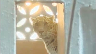 Leopard enters busy residential area in Bhayandar East, attacks 7 Leopard enters busy residential area in Bhayandar East, attacks 7