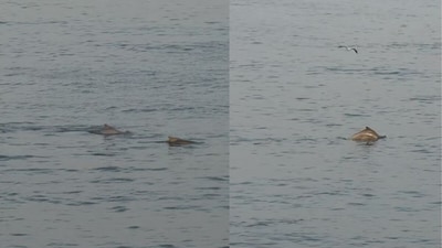 The video captured the dolphins playfully leaping and swimming together. (@Savin Chauhan/Instagram) The video captured the dolphins playfully leaping and swimming together. (@Savin Chauhan/Instagram)