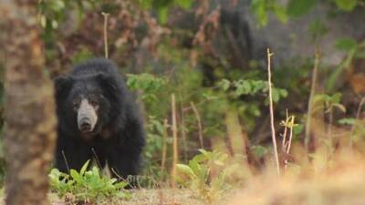 Following the incident, forest officials intensified vigilance and patrolling across the Doiwala, Dehradun and Rishikesh ranges. Following the incident, forest officials intensified vigilance and patrolling across the Doiwala, Dehradun and Rishikesh ranges.
