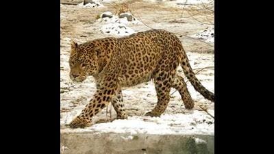 In just the past two months, more than 150 leopards have been captured in the three districts. (REPRESENTATIVE PIC) In just the past two months, more than 150 leopards have been captured in the three districts. (REPRESENTATIVE PIC)