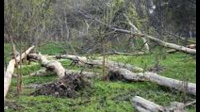 The case is related to felling of around 400 green trees in Uttar Pradesh capital. (For Representation) The case is related to felling of around 400 green trees in Uttar Pradesh capital. (For Representation)