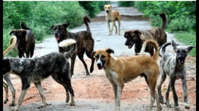 The state has directed all districts, urban local bodies and key infrastructure agencies to take time-bound, coordinated action to prevent dog attacks — especially on children — while strictly adhering to animal welfare laws. (Pic for representation) The state has directed all districts, urban local bodies and key infrastructure agencies to take time-bound, coordinated action to prevent dog attacks — especially on children — while strictly adhering to animal welfare laws. (Pic for representation)