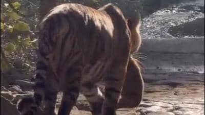 Tigress Sultana was spotted with her two newly born cubs in Rajasthan’s Ranthambore Tiger Reserve on Friday morning. Tigress Sultana was spotted with her two newly born cubs in Rajasthan’s Ranthambore Tiger Reserve on Friday morning.
