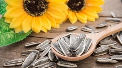 Sunflower seeds have been used as an herbal remedy for centuries, helping to promote beautiful, glowing skin. Here's how you can use sunflower seeds for skin. (Shutterstock) Sunflower seeds have been used as an herbal remedy for centuries, helping to promote beautiful, glowing skin. Here's how you can use sunflower seeds for skin. (Shutterstock)